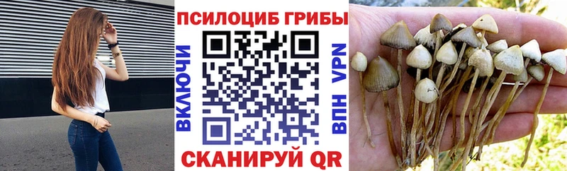 Псилоцибиновые грибы Psilocybine cubensis  Купить где  Яровое 